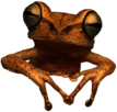 Toad Frog