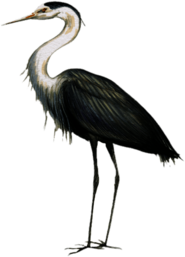 Great Blue Heron Drawing