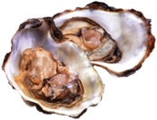 Open Oysters