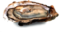 Oyster