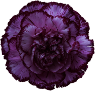 Bacarat Purple Carnation