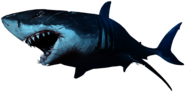 Shark