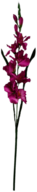 Dark Pink Gladiolus