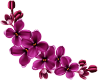 Flowers Purple Curve