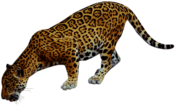 Jaguar Drinking