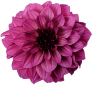 Dahlia Purple