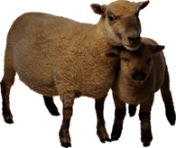 Sheep Mother and Baby