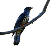 Cuckoo on A Branch