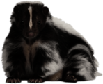 Cute Skunk