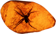 Spider Trapped In Amber