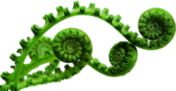 Unfolding Fern Leaves