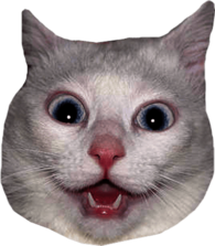 White Cat Head Meme