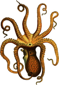 Octopus Vintage