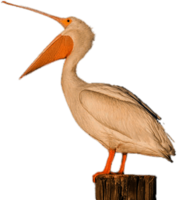 White Pelican Open Beak