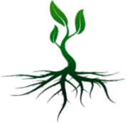 Roots Colour Illustration