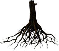 Lower Tree Trunk and Roots