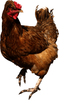 Chicken Brown Walking