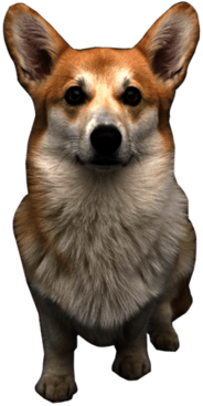 Welsh Corgi Dog Close Up