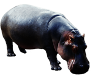 Hippopotamus Down