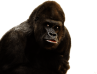 Gorilla Close Up