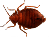 Top View Bed Bug