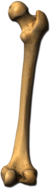 Femur Bone