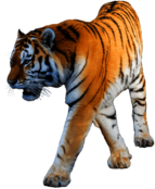 Tiger Walking