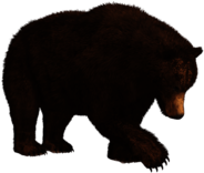 Searching Bear