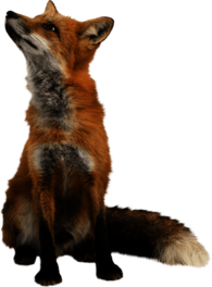 Fox Looking Up