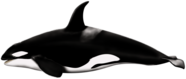 Killer Whale Left