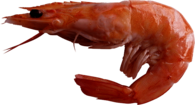 Large Shrimp