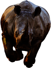 Rhino Front View Running