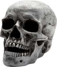 Skull Open Mouth