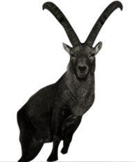 Alpine Ibex Springing