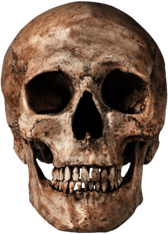Human Skull