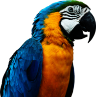 Large Parrot Head