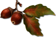 Acorn Autumn Leaves