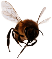 Front View Bee