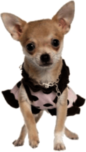 Chihuahua Dress