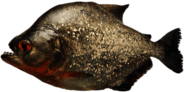 Grey Piranha
