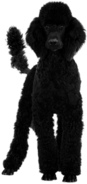 Black Poodle