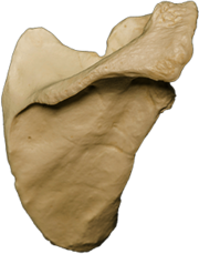 Right Scapula