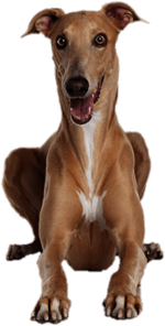 Greyhound Lying Down Front View
