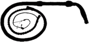 Black Whip