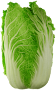 Wombok Chinese Cabbage