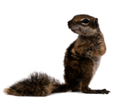 Squirrel Looking Left