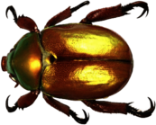 Beetle Gold Top