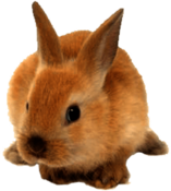 Rabbit Cute Ginger