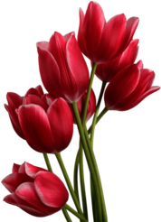 Tulip Bouquet