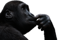 Gorilla Finger In Mouth